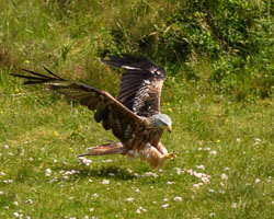 20170706WalesBirds0149.jpg