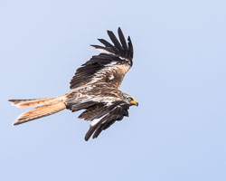 20170706WalesBirds0175.jpg