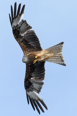 20170706WalesBirds0200.jpg