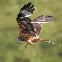 20170706WalesBirds0226.jpg 20170706WalesBirds0226.jpg