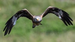 20170706WalesBirds0227.jpg 20170706WalesBirds0227.jpg