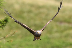 20170706WalesBirds0228.jpg 20170706WalesBirds0228.jpg