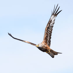 20170706WalesBirds0230.jpg 20170706WalesBirds0230.jpg