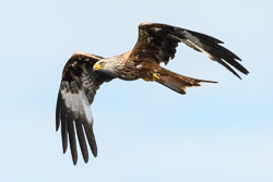 20170706WalesBirds0232.jpg 20170706WalesBirds0232.jpg