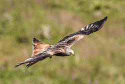 20170706WalesBirds0244.jpg 20170706WalesBirds0244.jpg