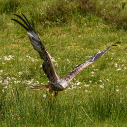 20170706WalesBirds0351.jpg 20170706WalesBirds0351.jpg