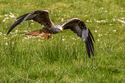 20170706WalesBirds0353.jpg 20170706WalesBirds0353.jpg