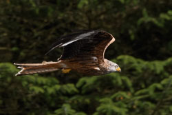 20170706WalesBirds0403.jpg 20170706WalesBirds0403.jpg