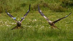 20170706WalesBirds0440.jpg 20170706WalesBirds0440.jpg