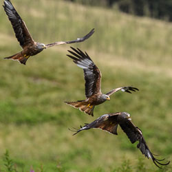 20170706WalesBirds0444.jpg 20170706WalesBirds0444.jpg