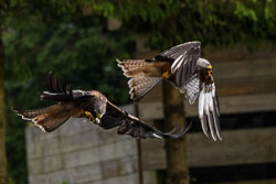 20170706WalesBirds0446.jpg 20170706WalesBirds0446.jpg