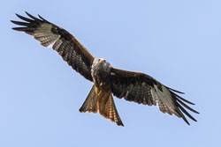 20170706WalesBirds0516.jpg 20170706WalesBirds0516.jpg