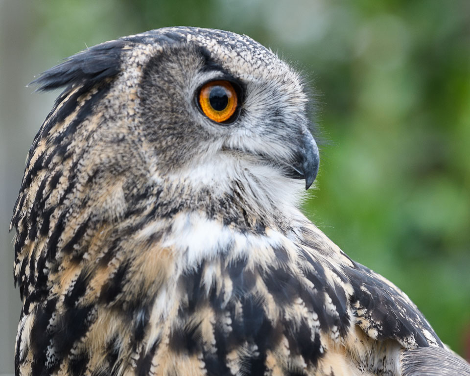 20171013OwlSanctuary0010.jpg