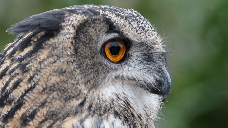 20171013OwlSanctuary0023.jpg