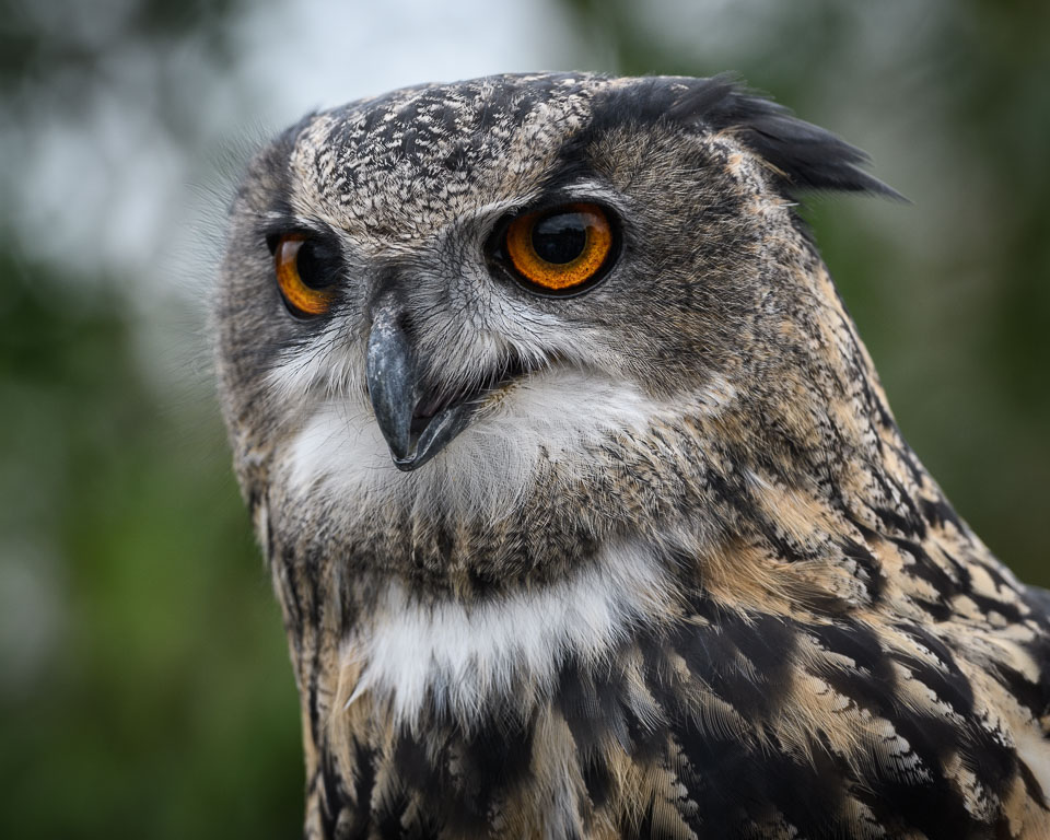 20171013OwlSanctuary0024.jpg