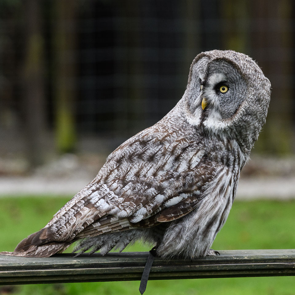 20171013OwlSanctuary0137.jpg