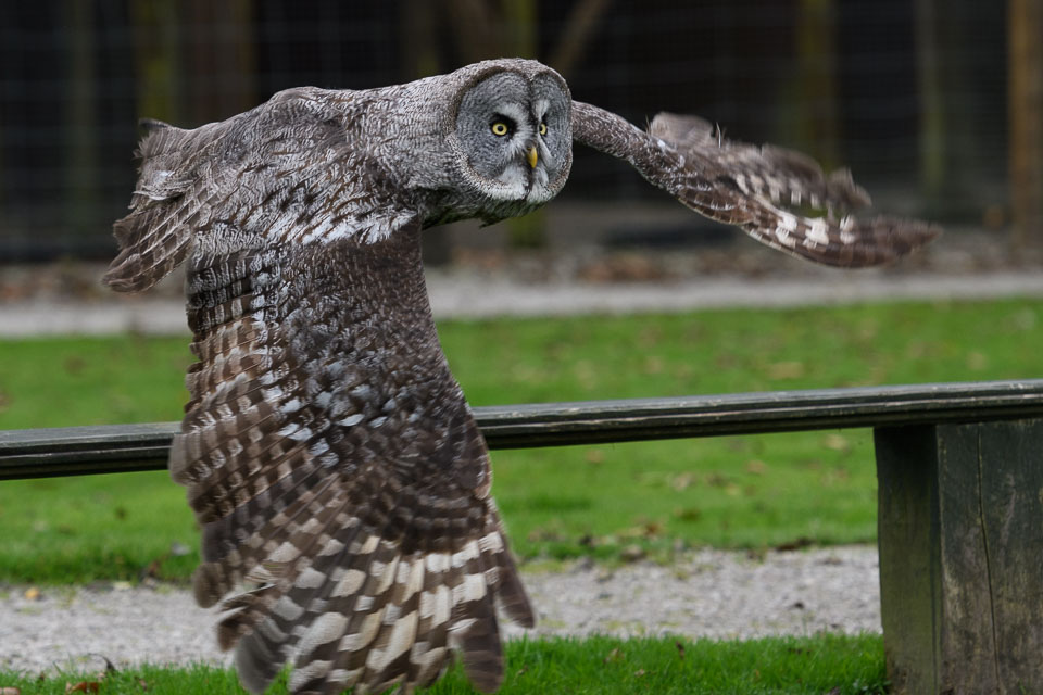 20171013OwlSanctuary0142.jpg