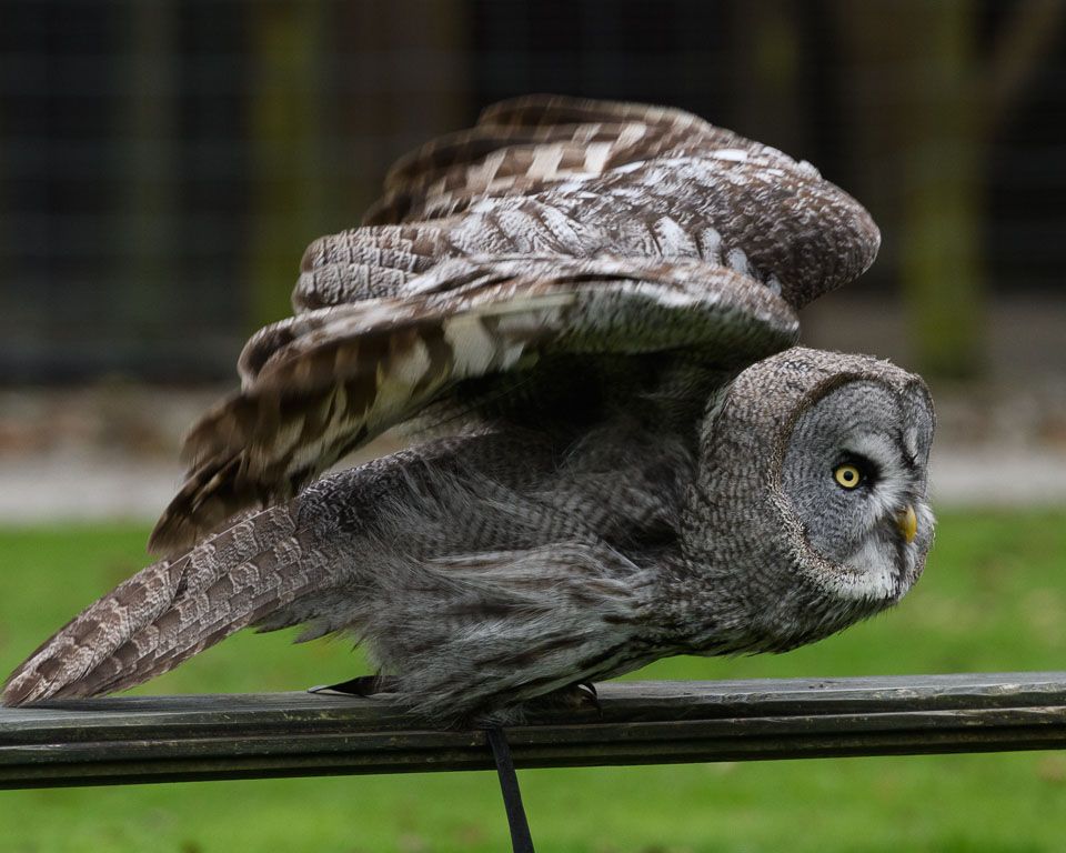 20171013OwlSanctuary0163.jpg