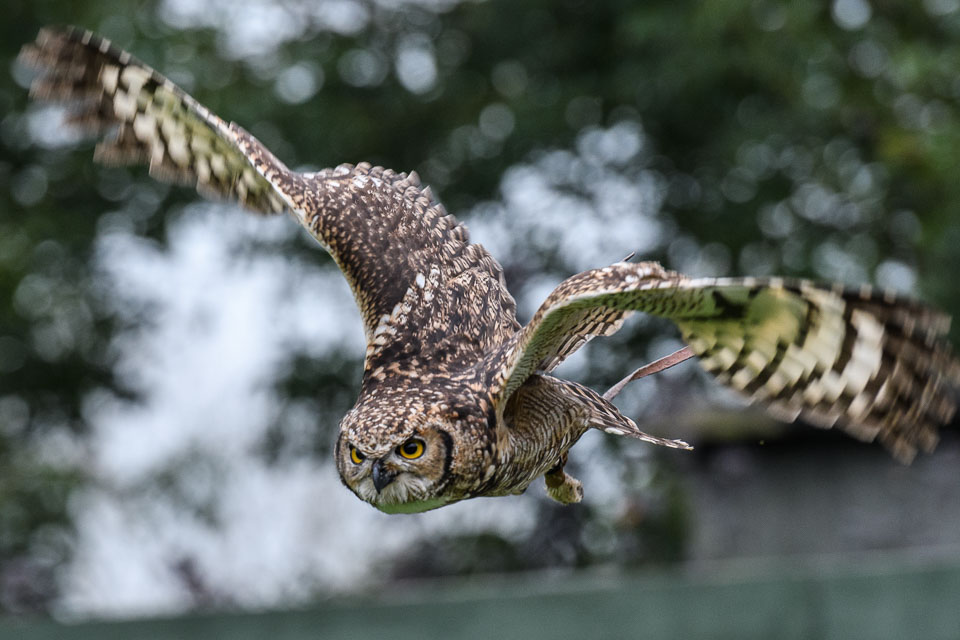 20171013OwlSanctuary0263.jpg