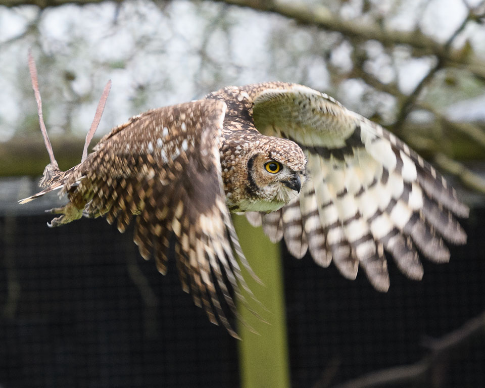 20171013OwlSanctuary0271-Edit.jpg