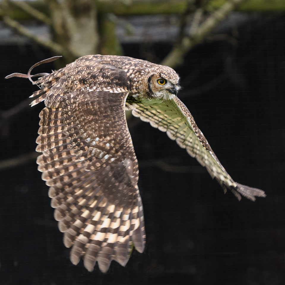 20171013OwlSanctuary0273-Edit.jpg