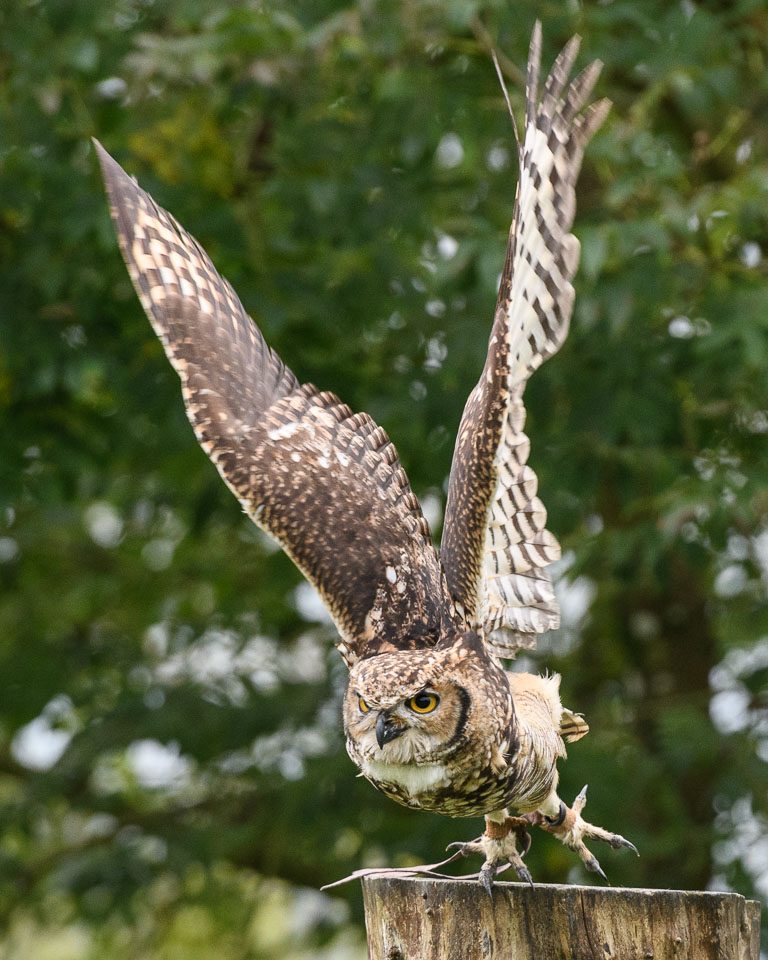 20171013OwlSanctuary0294.jpg