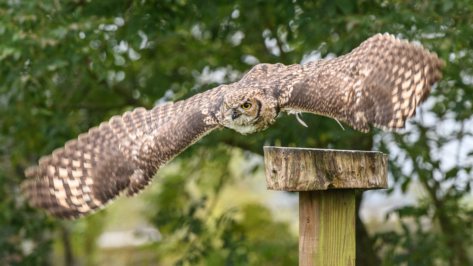 20171013OwlSanctuary0295.jpg