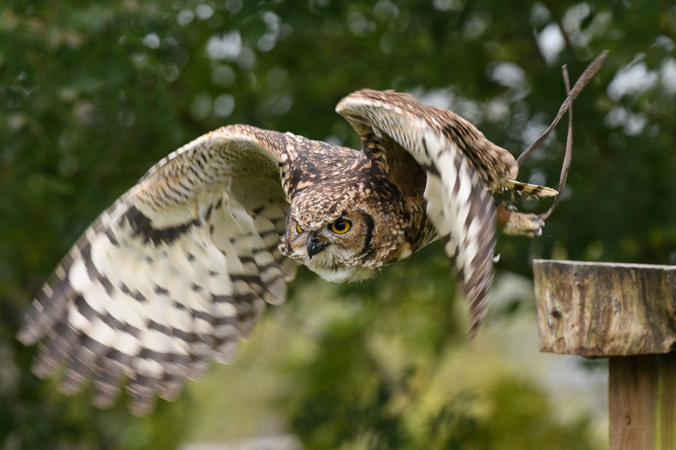 20171013OwlSanctuary0296.jpg