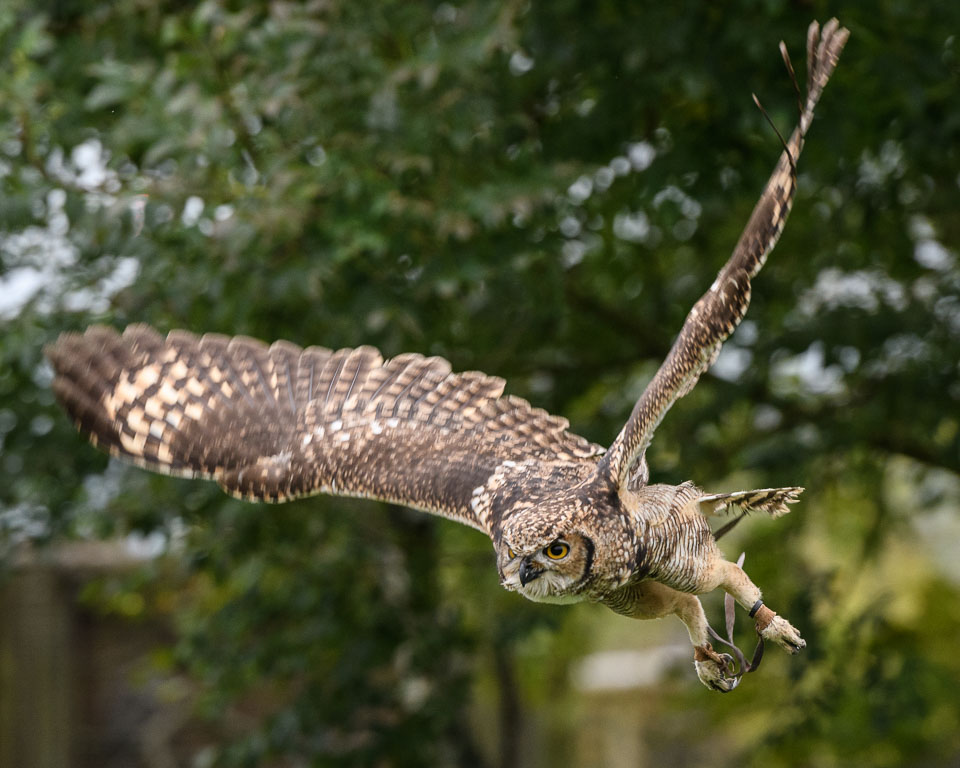 20171013OwlSanctuary0297.jpg