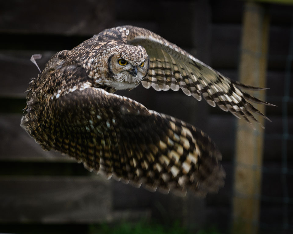 20171013OwlSanctuary0328.jpg