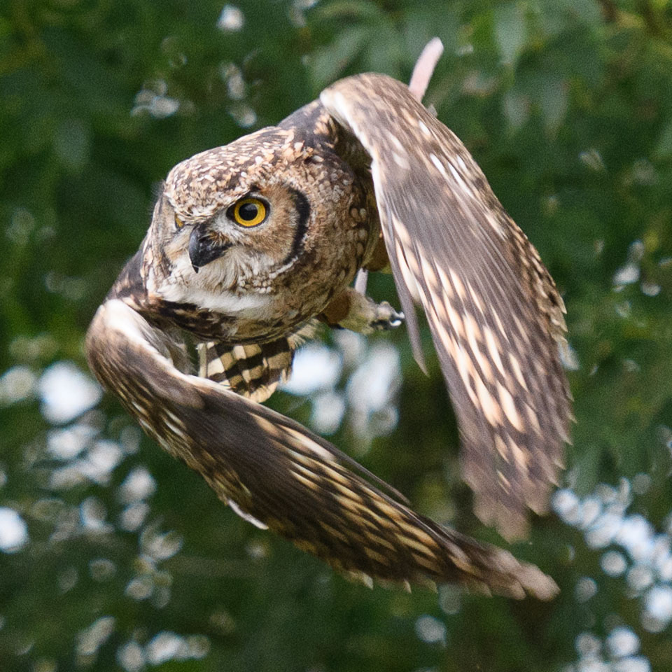 20171013OwlSanctuary0341.jpg