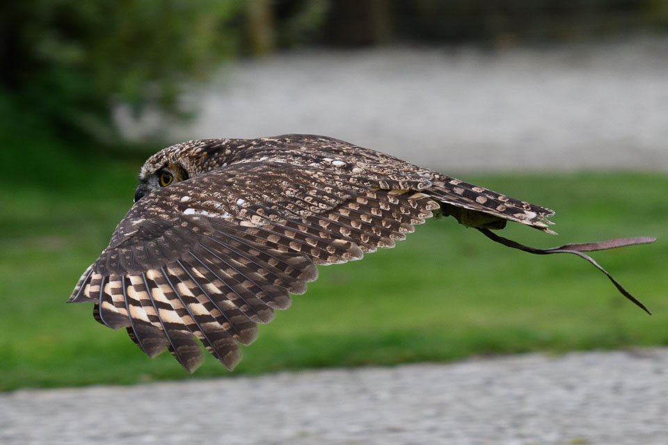 20171013OwlSanctuary0351.jpg