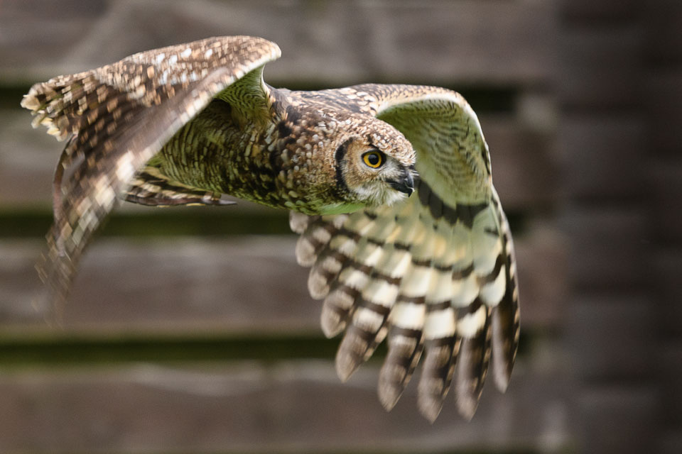 20171013OwlSanctuary0364-Edit.jpg