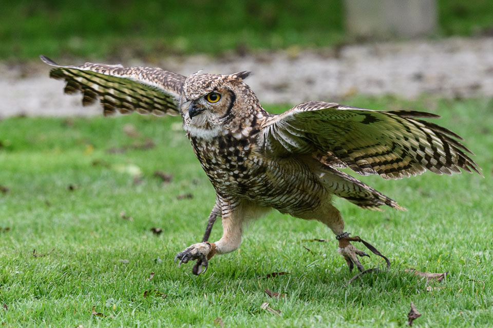 20171013OwlSanctuary0414.jpg