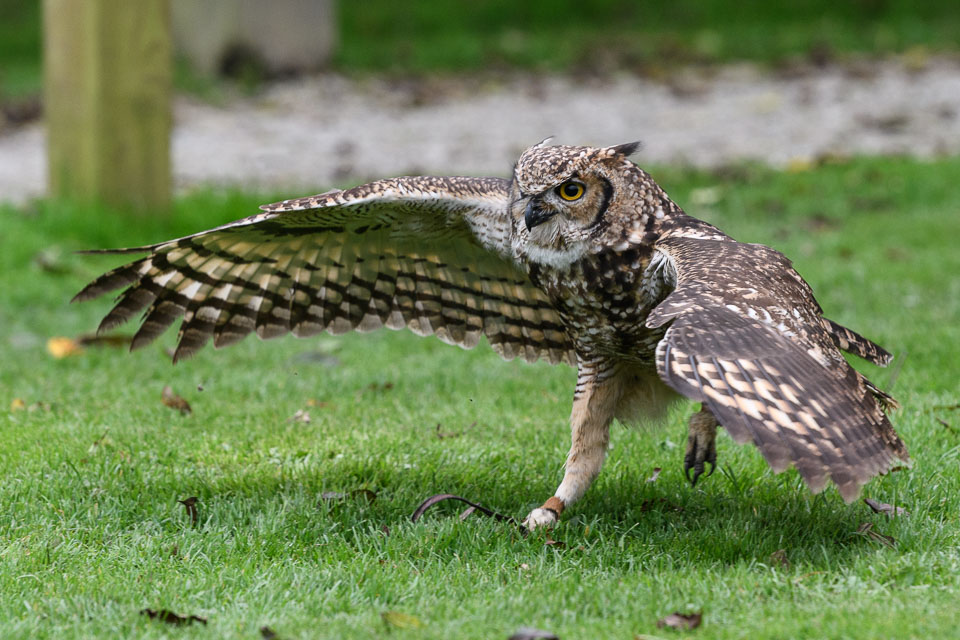 20171013OwlSanctuary0415.jpg