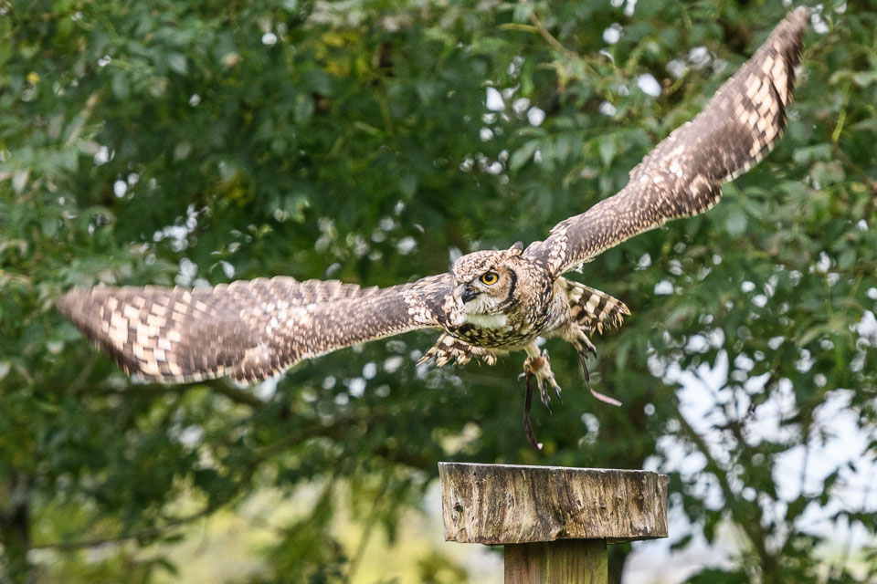 20171013OwlSanctuary0425.jpg