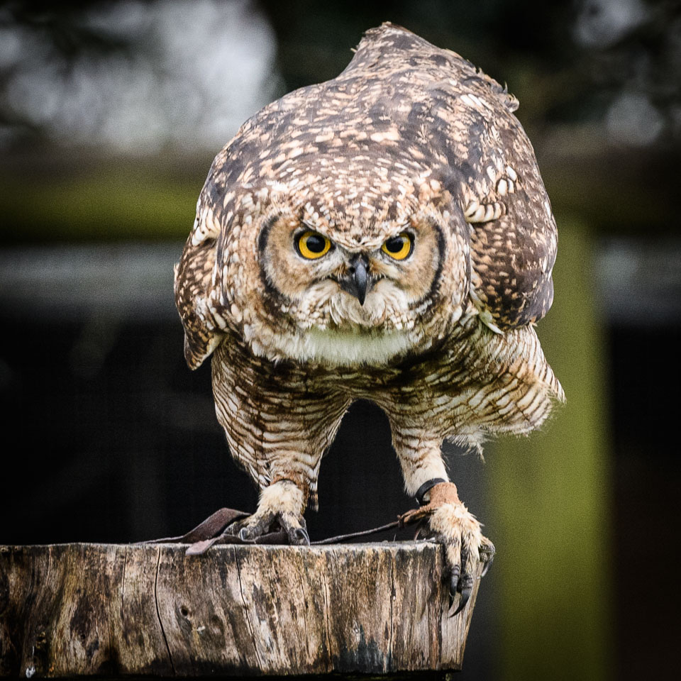 20171013OwlSanctuary0435.jpg