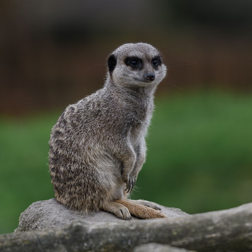 20171013OwlSanctuary0588.jpg