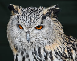 20171013OwlSanctuary0052.jpg