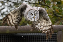 20171013OwlSanctuary0115.jpg