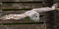 20171013OwlSanctuary0129.jpg