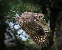 Screech Owl Sanctuary, October 2017