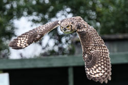 20171013OwlSanctuary0262.jpg