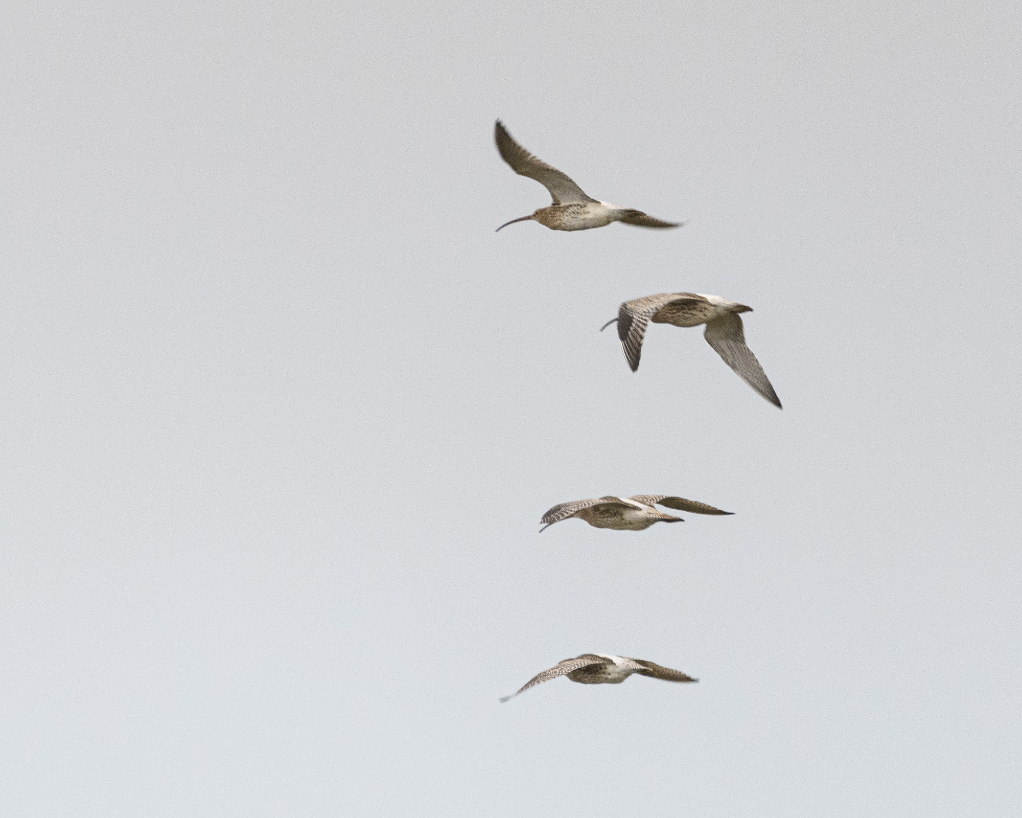 20191105Norfolk-Birds0022.jpg