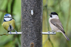 20191107Norfolk-Birds0066.jpg 20191107Norfolk-Birds0066.jpg