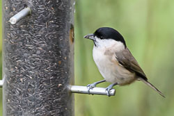 20191107Norfolk-Birds0071.jpg 20191107Norfolk-Birds0071.jpg