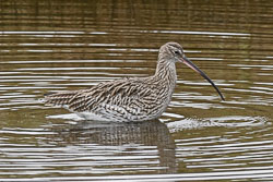 20191107Norfolk-Birds0080.jpg 20191107Norfolk-Birds0080.jpg