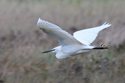 20191108Norfolk-Birds0082.jpg 20191108Norfolk-Birds0082.jpg