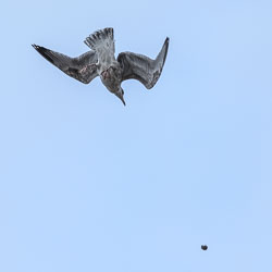 20191108Norfolk-Birds0089.jpg 20191108Norfolk-Birds0089.jpg