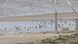 20191108Norfolk-Birds0090.jpg 20191108Norfolk-Birds0090.jpg